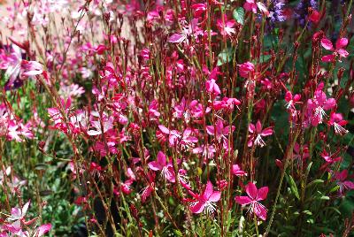 Ball Horticultural: Whiskers Gaura Deep Rose 