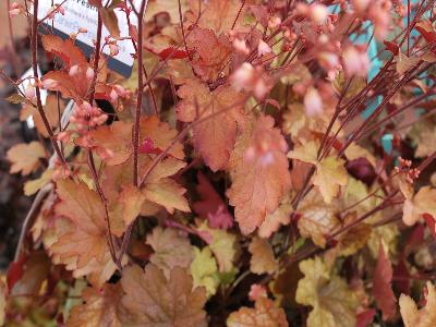 Ball Horticultural: Carnival Heuchera Fall-Festival 