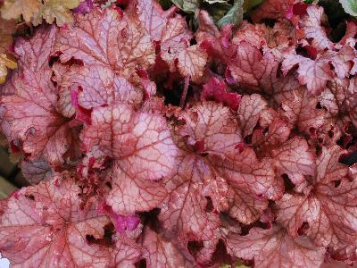 Ball Horticultural: Carnival Heuchera Peach-Parfait 