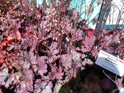 Ball Horticultural: Carnival Heuchera Rose-Granita 