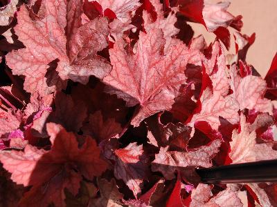 Ball Horticultural: Carnival Heuchera Watermelon 