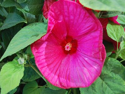 Ball Horticultural: Luna Hibiscus Red 