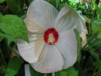 Ball Horticultural: Luna Hibiscus Swirl 