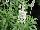 GreenFuse Botanicals: Salvia farinacea 'White' 