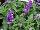 GreenFuse Botanicals: Salvia farinacea 'Purple' 