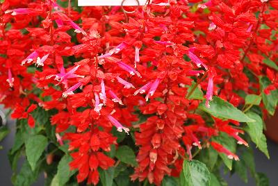 Grandstand® Salvia splendens Red Lipstick Pink 