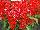 GreenFuse Botanicals: Salvia splendens 'Red Lipstick Pink' 