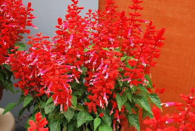 Grandstand® Salvia splendens Red Lipstick Pink 