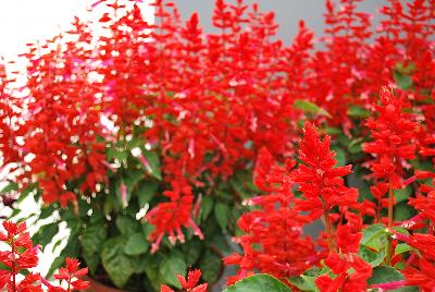 Grandstand® Salvia splendens Red Lipstick Pink 