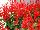 GreenFuse Botanicals: Salvia splendens 'Red Lipstick Pink' 