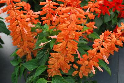 Grandstand® Salvia splendens Salmon 