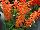 GreenFuse Botanicals: Salvia splendens 'Salmon' 