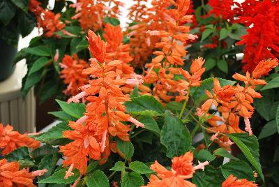 Grandstand® Salvia splendens Salmon 