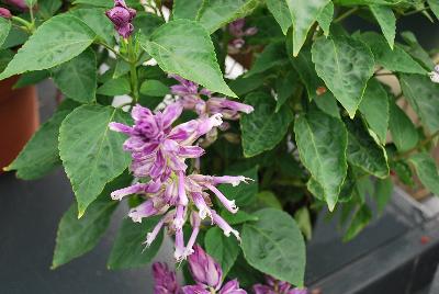 Grandstand® Salvia splendens Blue Bicolor 