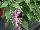 GreenFuse Botanicals: Salvia splendens 'Blue Bicolor' 