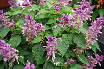 Grandstand® Salvia splendens Blue Bicolor 