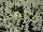 GreenFuse Botanicals: Nemesia  'White' 