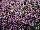 GreenFuse Botanicals: Lobularia  'Lavender' 