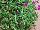GreenFuse Botanicals: Purslane  'Fuchsia' 