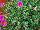 GreenFuse Botanicals: Purslane  'Rose' 