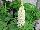 GreenFuse Botanicals: Lupine  'White' 
