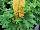 GreenFuse Botanicals: Lupine  'Yellow' 