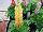 GreenFuse Botanicals: Lupine  'Yellow' 