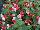 GreenFuse Botanicals: Fuchsia  'Red White' 