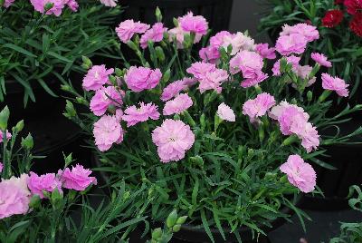 Constant Beauty® Dianthus Pink 