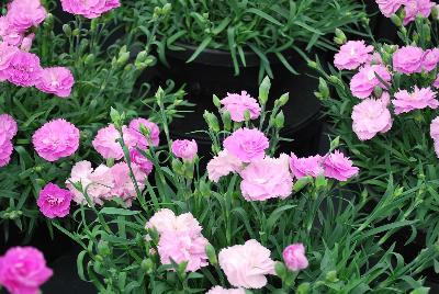 Constant Beauty® Dianthus Pink 