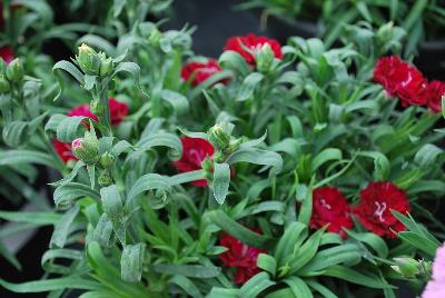 Constant Beauty® Dianthus Garnet 