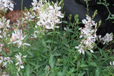 GreenFuse Botanicals: Gaura Bantam White 