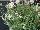 GreenFuse Botanicals: Gaura  'Bantam White' 