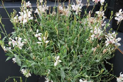 GreenFuse Botanicals: Gaura Bantam White 