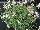 GreenFuse Botanicals: Gaura  'Bantam White' 