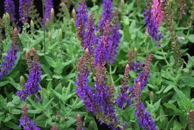 Swifty® Salvia nemorosa Violet Blue 