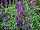 GreenFuse Botanicals: Salvia nemorosa 'Violet Blue' 