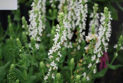 Swifty® Salvia nemorosa White 