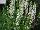 GreenFuse Botanicals: Salvia nemorosa 'White' 
