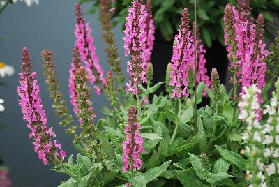 Swifty® Salvia nemorosa Deep Rose 