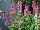 GreenFuse Botanicals: Salvia nemorosa 'Deep Rose' 