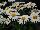 GreenFuse Botanicals: Leucanthemum  'Darling Daisy®' 