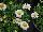 GreenFuse Botanicals: Leucanthemum  'Darling Daisy®' 