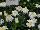 GreenFuse Botanicals: Leucanthemum  'Angel Daisy®' 