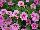 GreenFuse Botanicals: Calibrachoa  'Pink' 