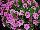 GreenFuse Botanicals: Calibrachoa  'Pink' 