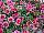 GreenFuse Botanicals: Calibrachoa  'Pink Delicious' 