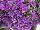 GreenFuse Botanicals: Calibrachoa  'Lavender' 
