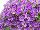 GreenFuse Botanicals: Calibrachoa  'Lavender' 