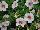 GreenFuse Botanicals: Calibrachoa  'White Delicious' 